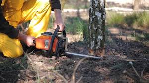 San Ysidro, NM Tree Removal and Landscaping Services Company